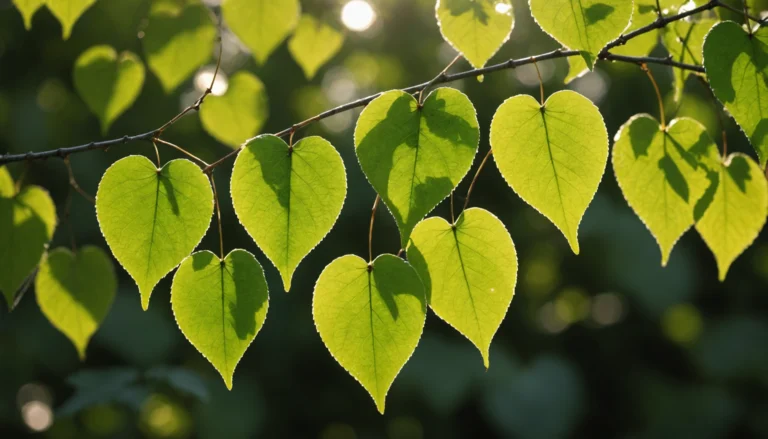 feuilles de bouleau